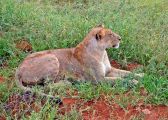Keňa safari a dovolená na míru