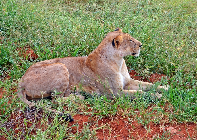 Safari v Tsavo East v Keni